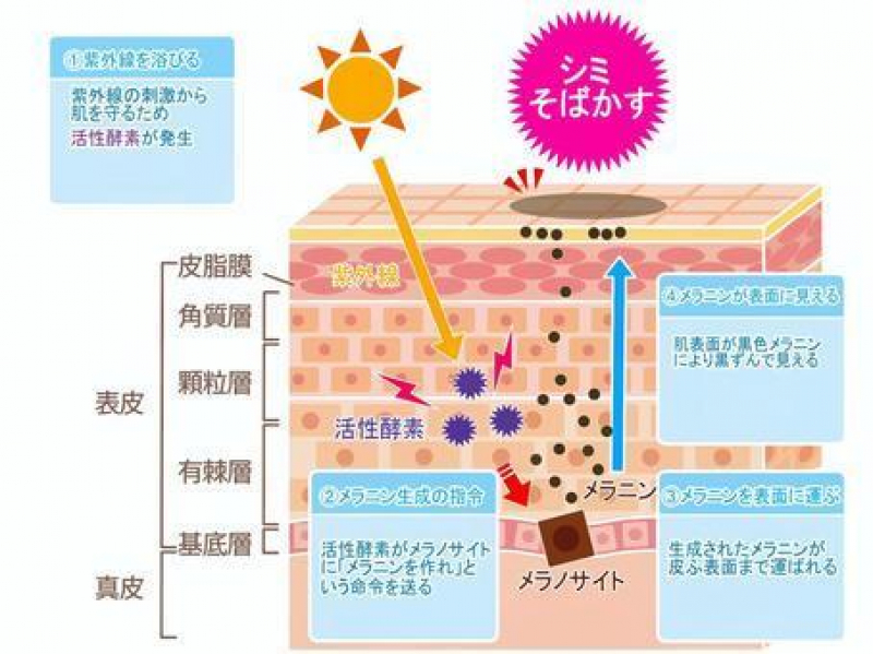 ターンオーバーと頭皮　～素人でもわかる自分に合ったシャンプーの成分選び～